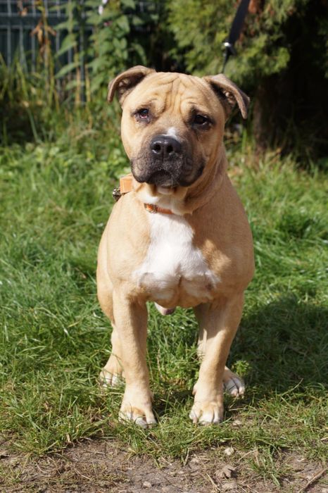 Łagodny i grzeczny amstaff Carlos szuka domu