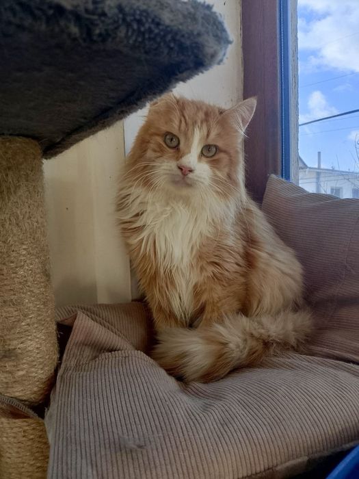 Красавец кот Лисёнок ищет семью