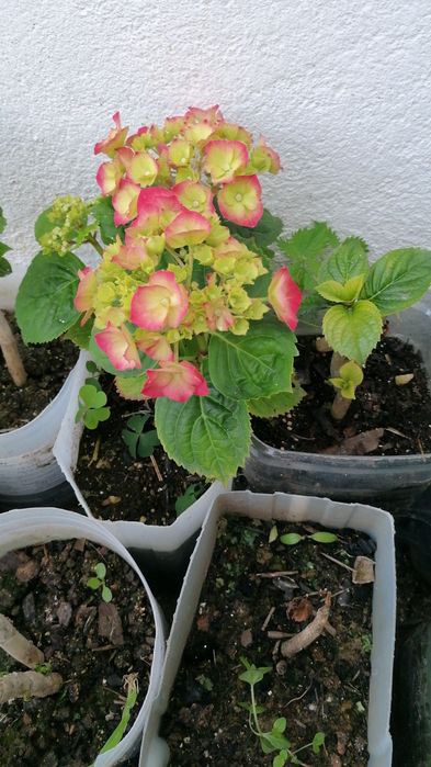 Hortênsias - Excelente Qualidade