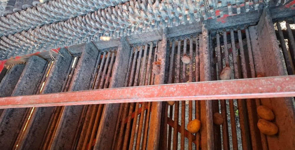 Kopaczka dwurzędowa  do marchwi ziemniaków cebuli