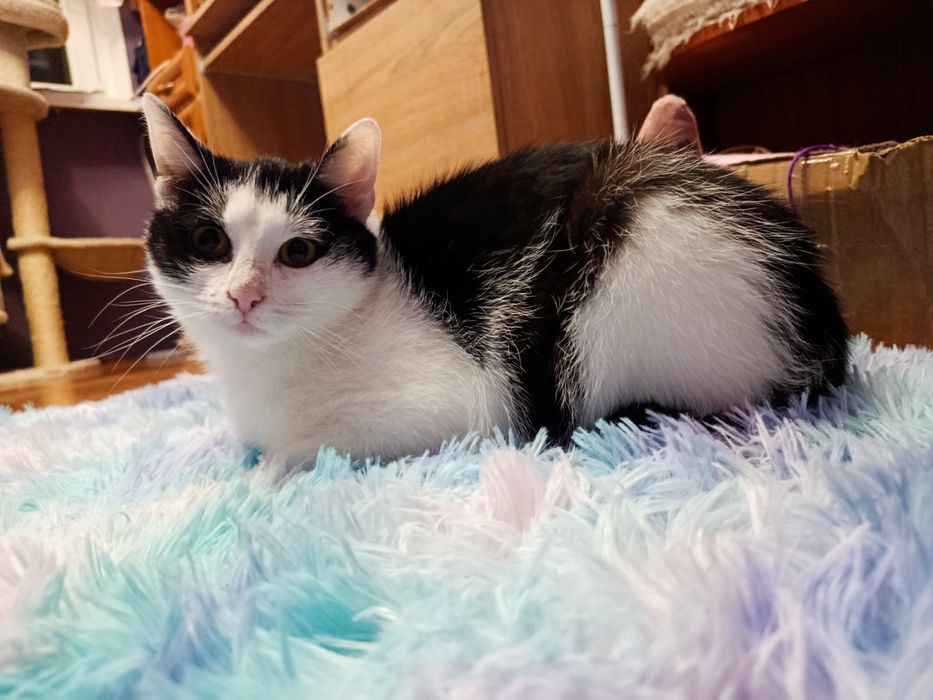 Kot kotka do adopcji