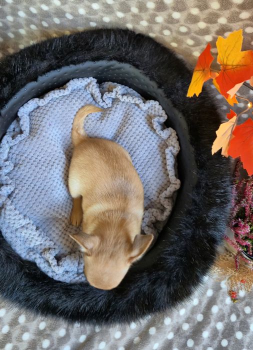 Przepiękny chlopczyk chihuahua krótkowłosy