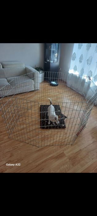 Kojec dla psa i szczeniaków ( ocynkowany)
