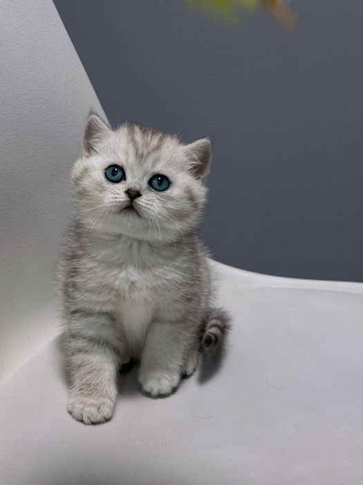 Шотландский котенок