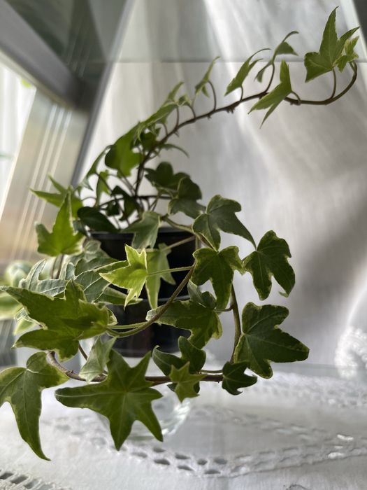 Плющ варієгатний