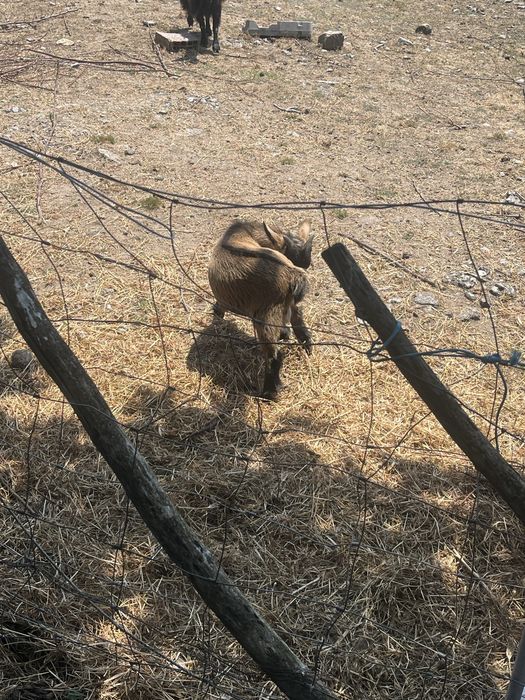 Cabras anas  ultimas