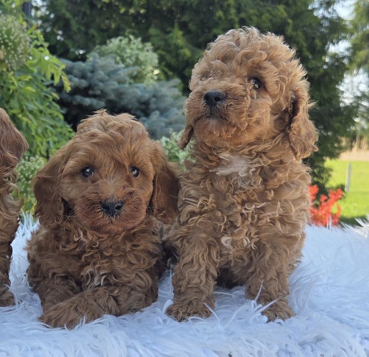 Cavapoo F1B Samczyk