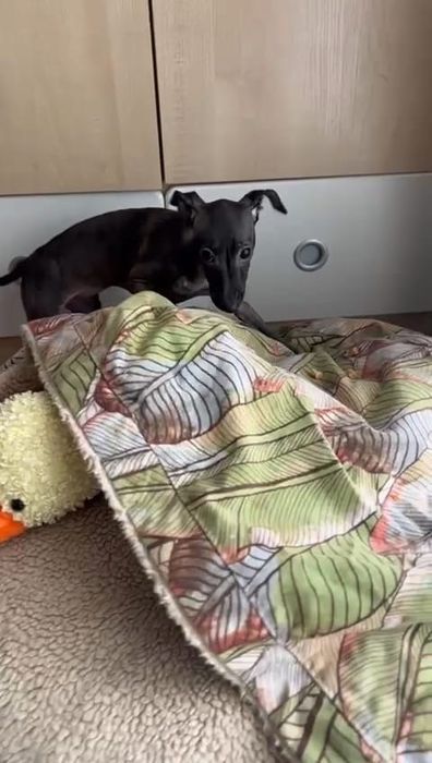 Suczka Charcik włoski FCI po Zwyciężcy Świata „25