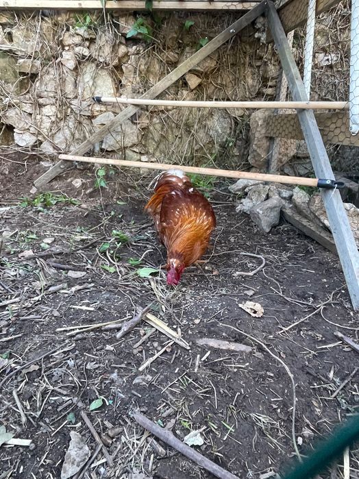 Galos de Quinta: cobrição / abate