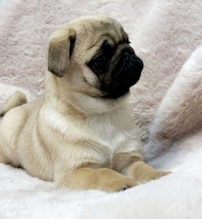 Pug Carlin  prontos para nova familia