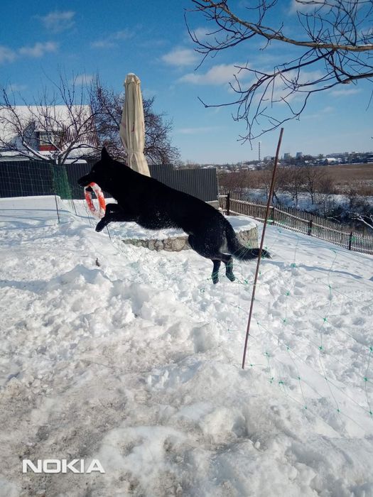 Вязка .Чорна німецька вівчарка