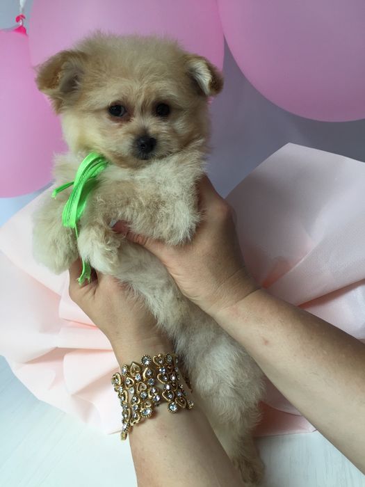 Помапу — Їх хочеться обіймати вічно!