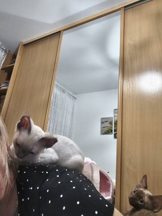 Kocurek Devon Rex zarezerwowany