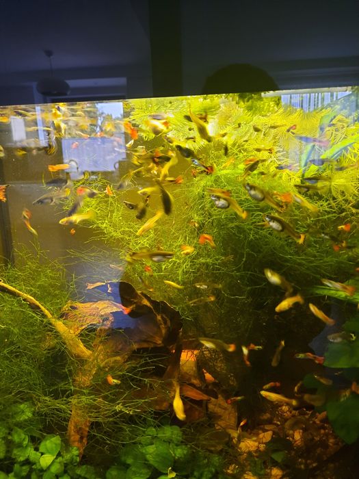 Gupiki / pawie oczka