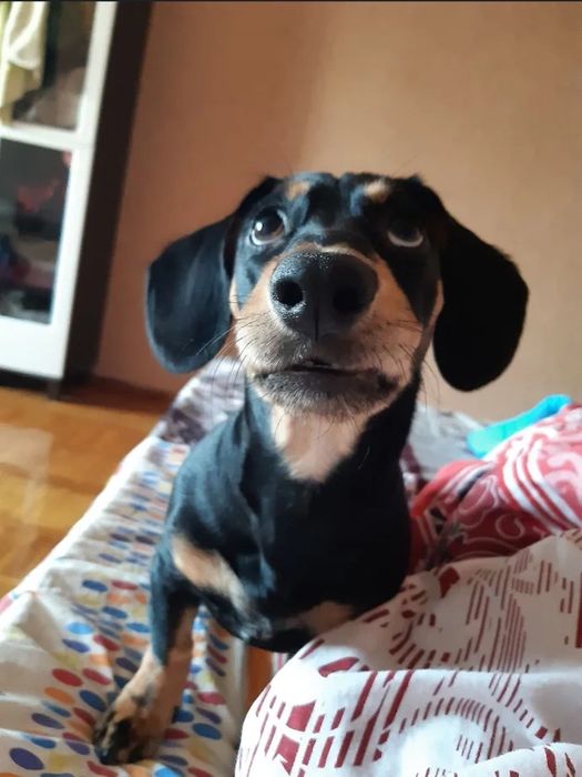 Кобель для вязки