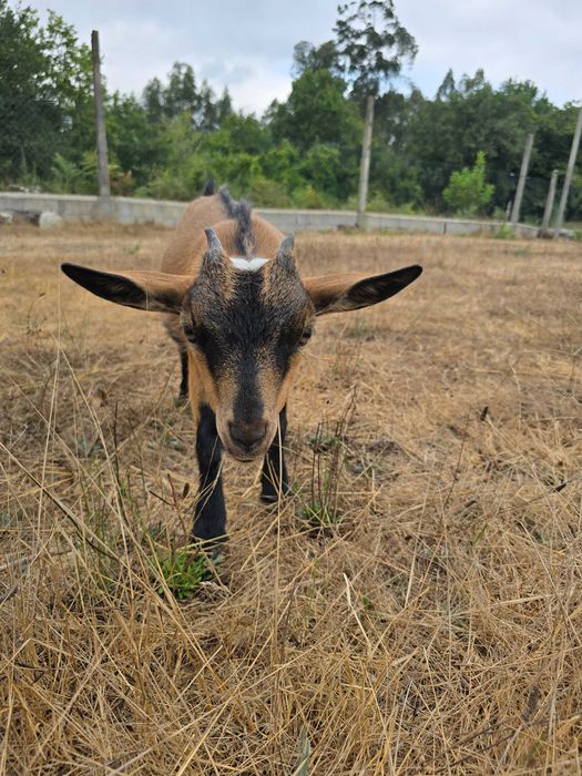 Cabras Anãs Adoráveis – Carinhosas e Bem Socializadas