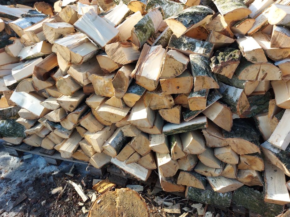 Sprzedam brzozę szczepaną