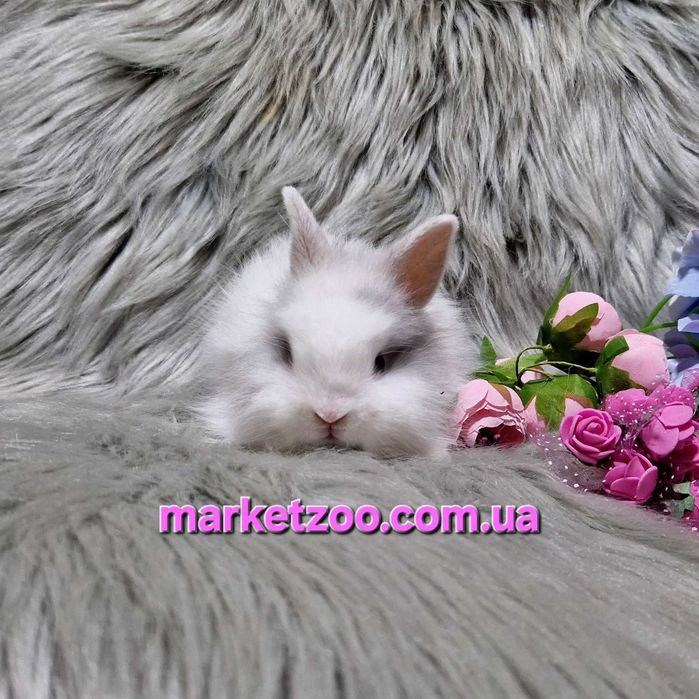 Продається кролик Lionhead | | 1 місяць | Мармуровий окрас