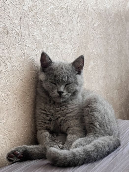 Шотланський котик