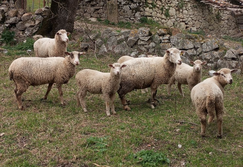 Venda de ovelhas e Borregos/ as