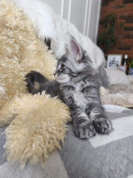 Kotka Maine coon Aqua