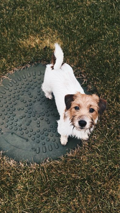 Вʼязка джек-рассела-терʼєра