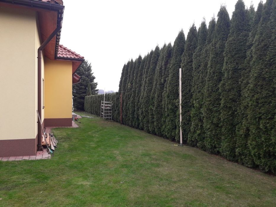 Przycinanie żywopłotu i tui. Wycinka korekta drzew. Pielęgnacja ogrodu