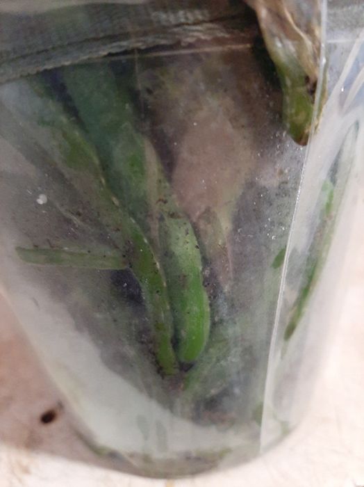 Орхідеї  подарункові