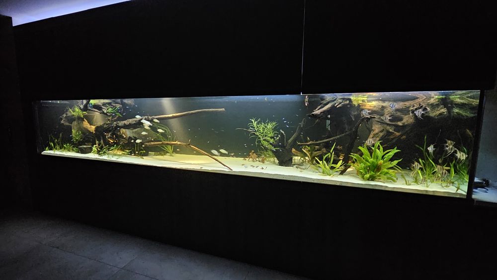 Korzenie do akwarium