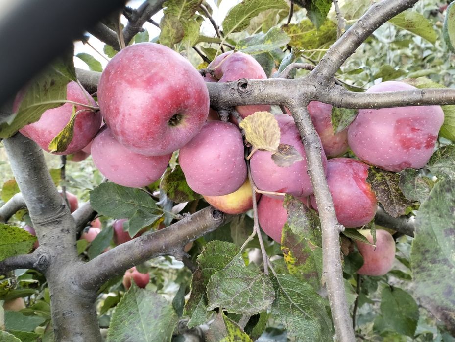 Продам домашні зимові яблука сорту флоріна