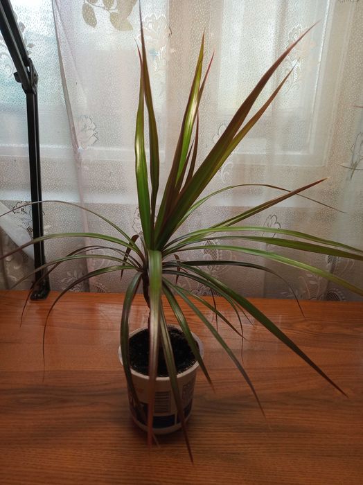 Драцена 95 см и 65 см