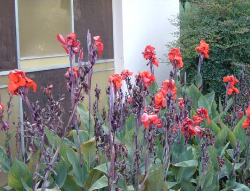 Açores - Canna Limbata - Sementes e Planta - Várias cores - desde 4€