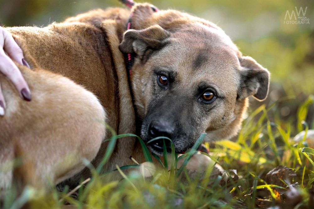 Grzeczny kochany BAXTER, dowieziemy do nowego domu