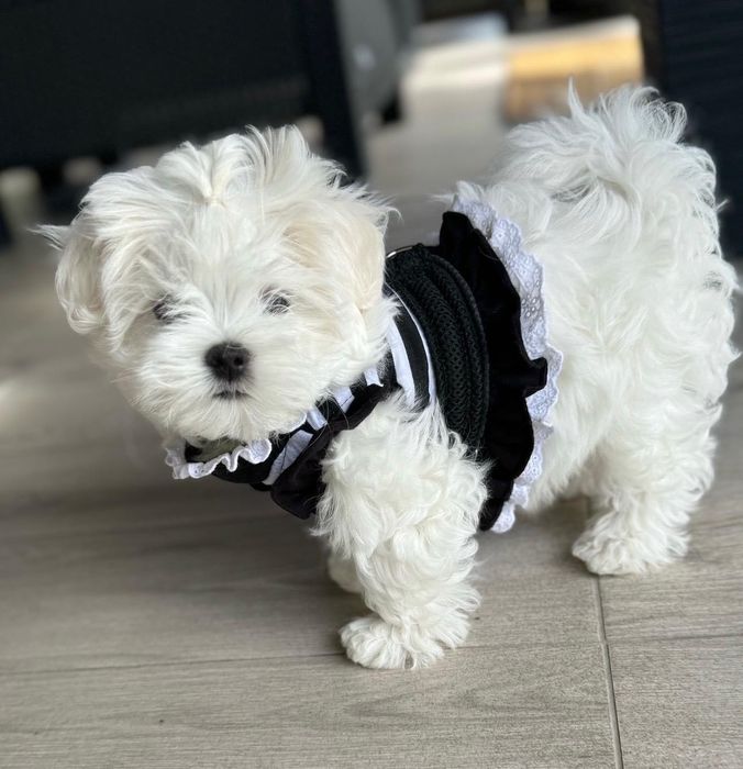 Maltańczyk szczeniaczek FCI