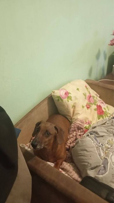 Собака такса, 6 лет.
