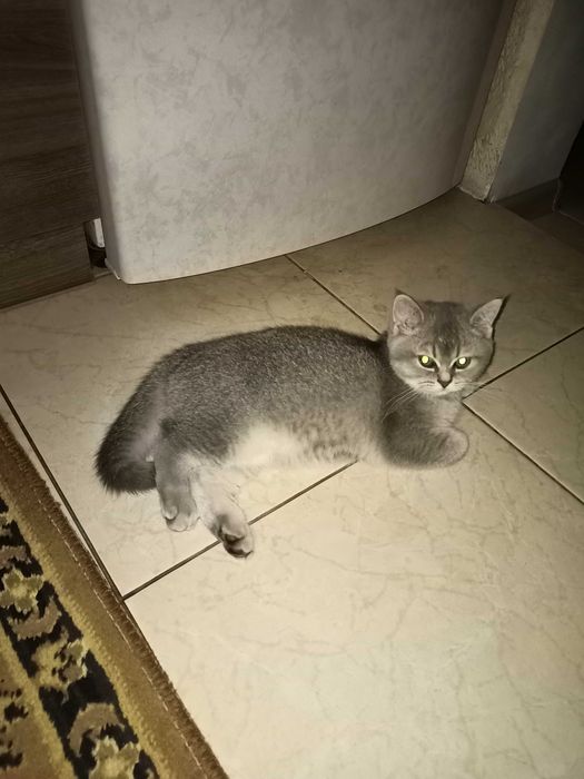 Шотландский котёнок