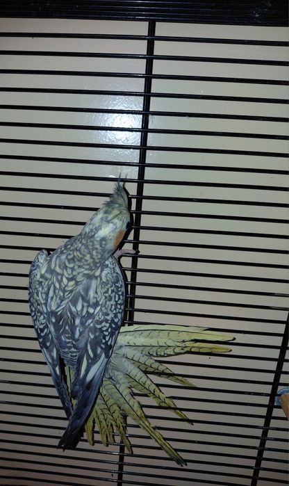 Papugi nimfy ręcznie dokarmiane