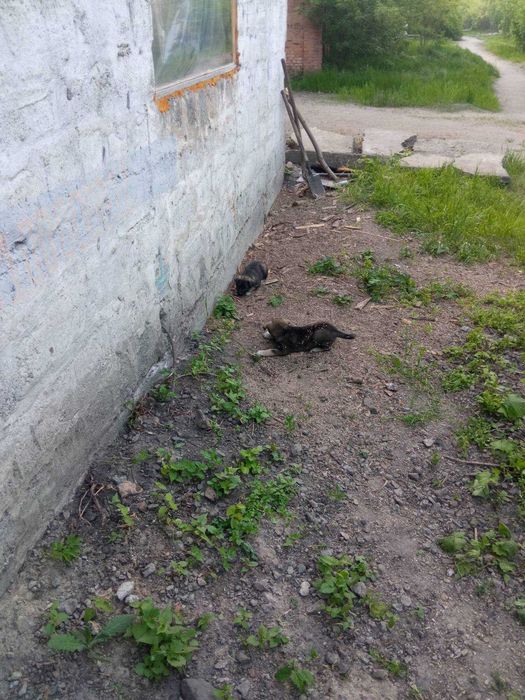 Цуценята в добрі руки