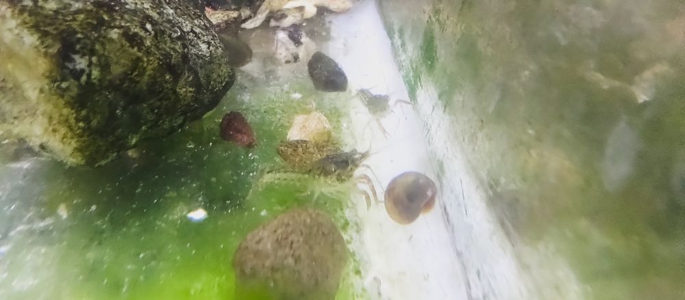 Карліковий мексиканський болотний рак
