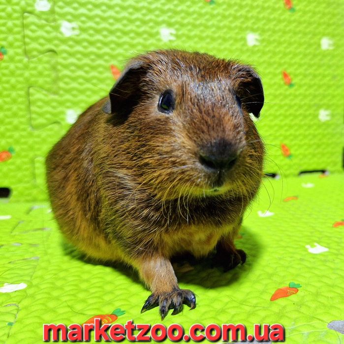 Вау! Лише до 1.07.2025 – шалена знижка 50%!