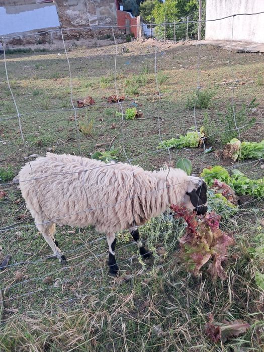 Venda de Ovelhas Algarvias
