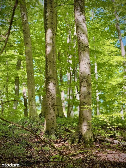 Sąsiadem jest las, plan zagospodarowania i media