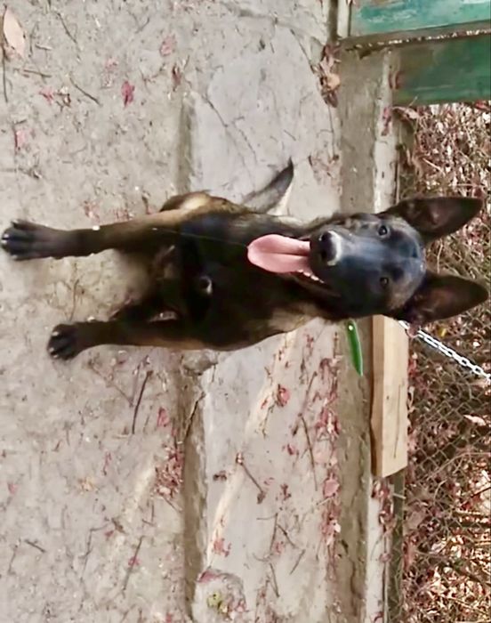 Цуценята малінуа, бельгійська вівчарка