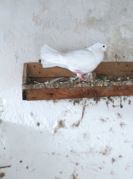 Pombas brancas rabo leque