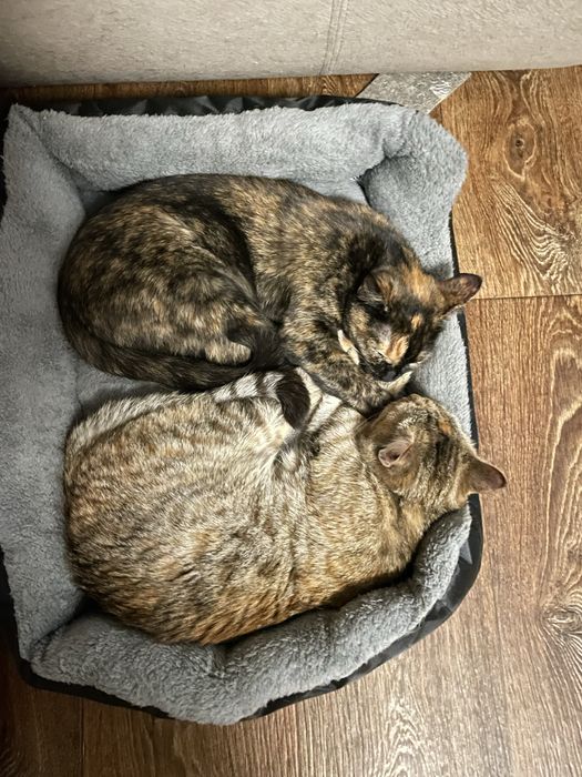 Кошенята дівчинки 9 міс