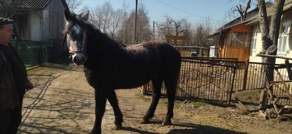 Продається кобила трьохрічна заїжджена.