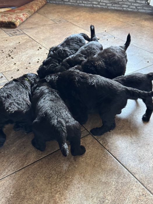 Щенки  Русский черный терьер