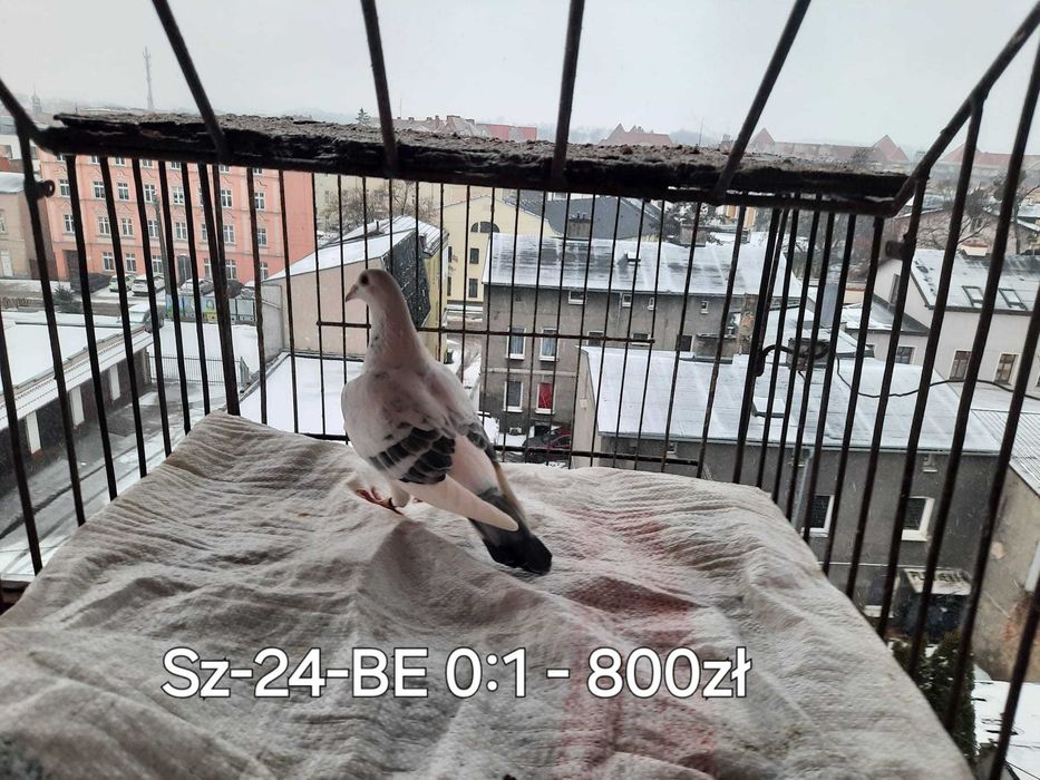 Sprzedam Gołębie Pocztowe