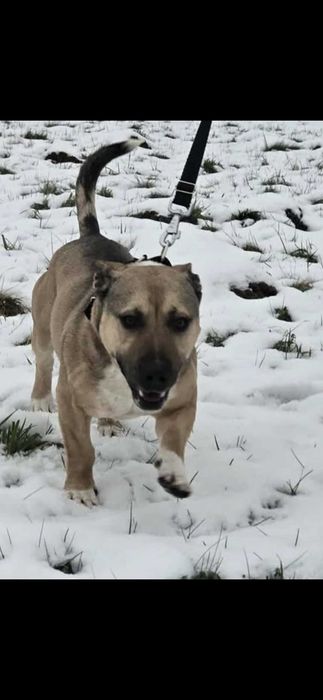 Młody, 5 letni silny samiec w typie amstaff