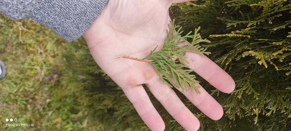 Живці туї Смарагд (свіжий зріз зі свого саду)